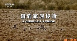 《猎豹家族传奇》2024.美国.动物[TS][1080i][央视国配][全3集]