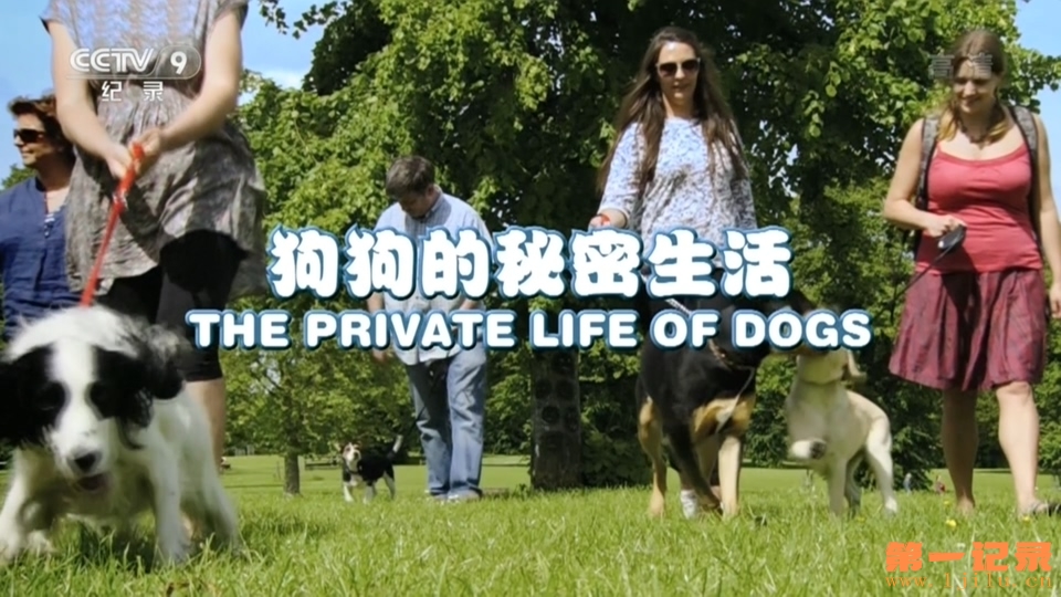 狗的秘密生活 Secret Life of Dogs (2013).jpg