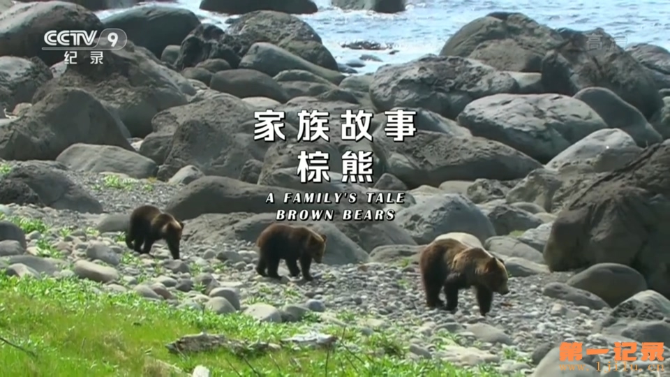 家族故事 棕熊(2015).jpg