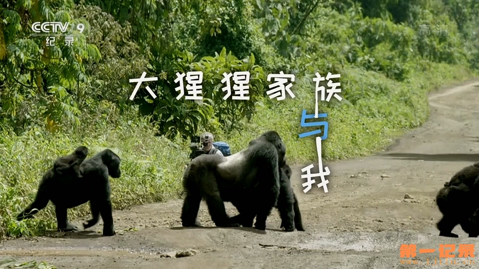 我和大猩猩一家(2015).jpg