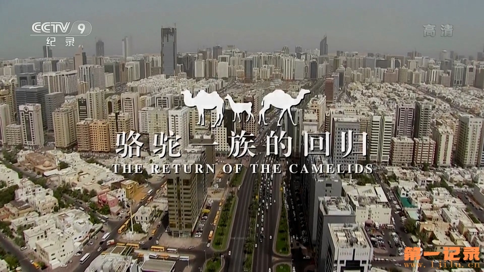 骆驼一族的回归(2018).jpg