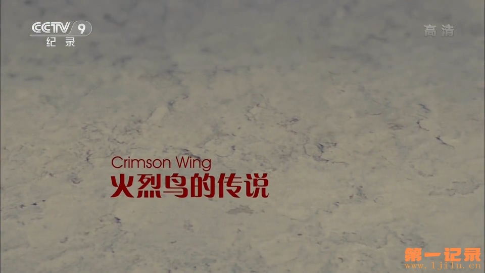 火烈鸟的传说(2013).jpg