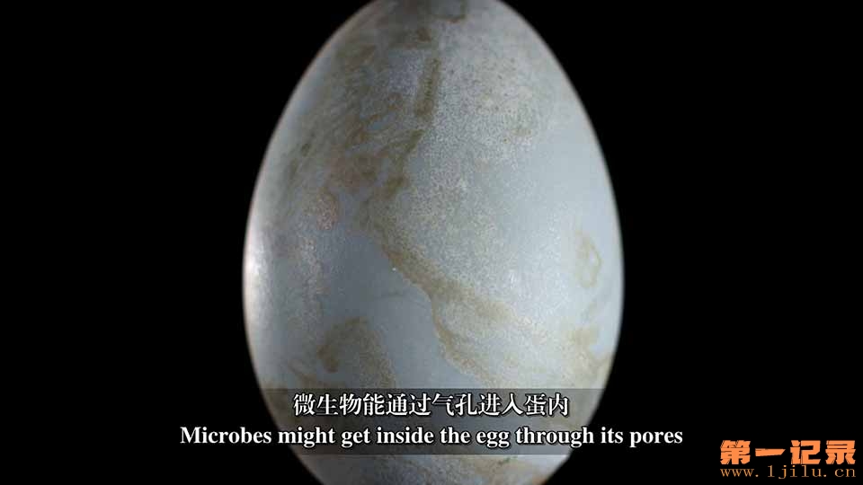 Wonder-of-Eggs-Cover2.jpg