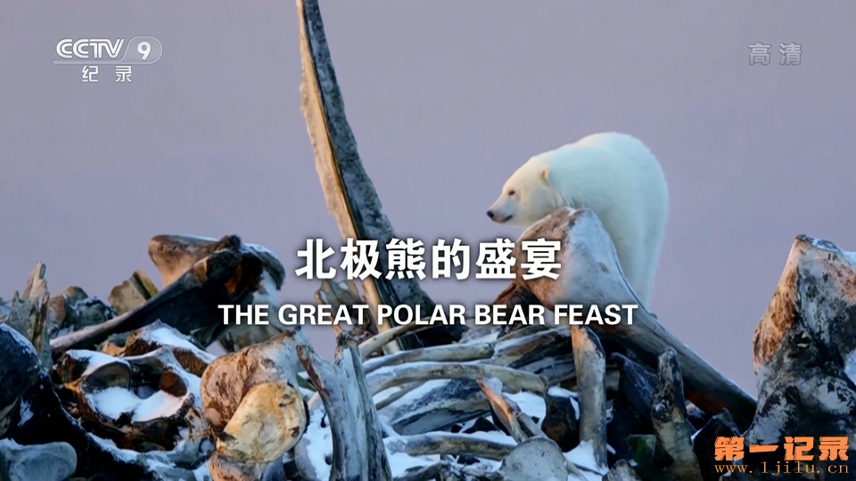 北极熊的盛宴 The Great Polar Bear Feast (2016).jpg