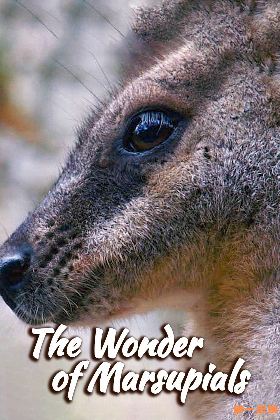 The Wonder Of Marsupials.jpg
