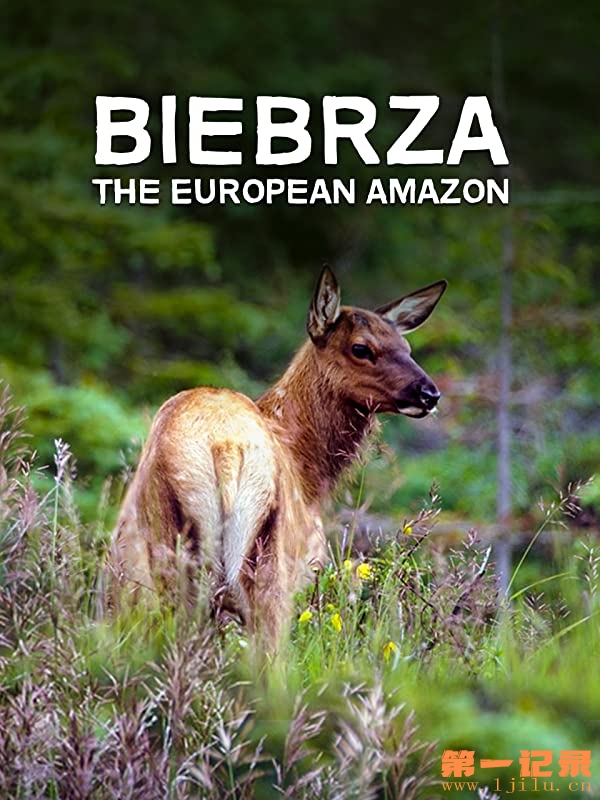 Biebrza The European Amazon.jpg