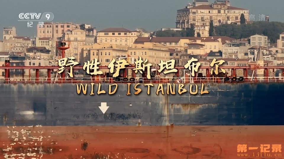 野性伊斯坦布尔(2016).jpg