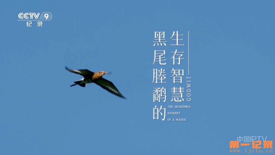 黑嘴塍鹬的生存智慧(2022).jpg