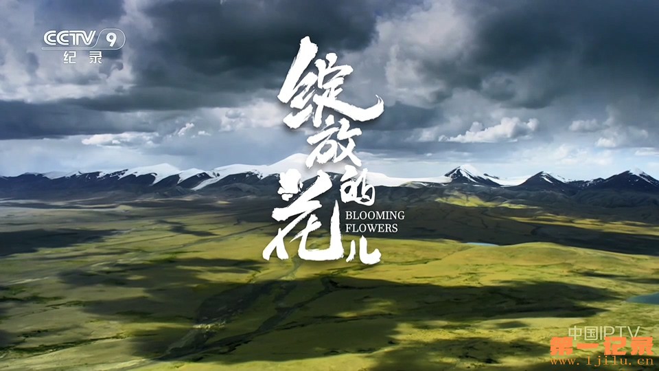 绽放的花儿(2025).jpg