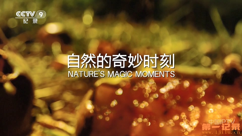 自然的奇妙时刻(2022).jpg