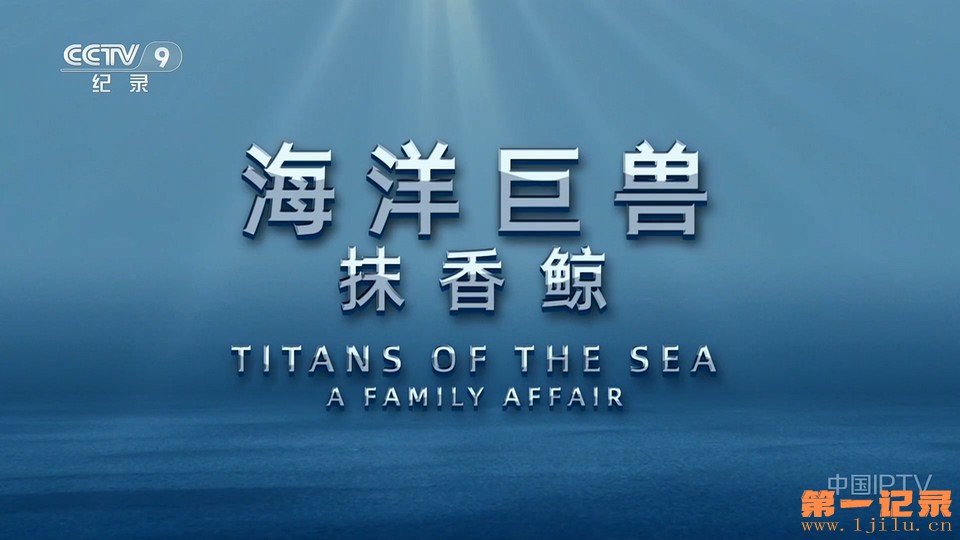 海洋巨兽-抹香鲸(2022).jpg