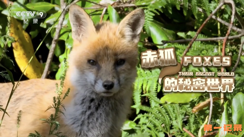 赤狐的秘密世界(2021).jpg