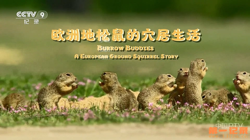 欧洲地松鼠的穴居生活(2023).jpg