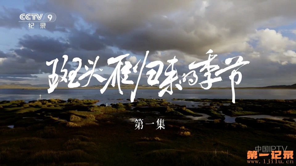 斑头雁归来的季节 (2025).jpg