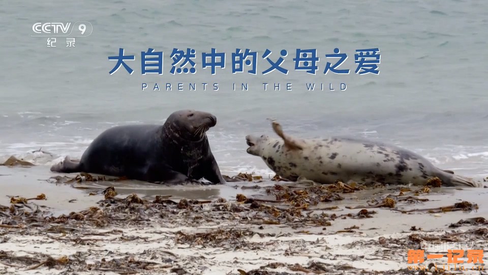 大自然中的父母之爱 第一季 Parents in the Wild Season 1 (2024).jpg