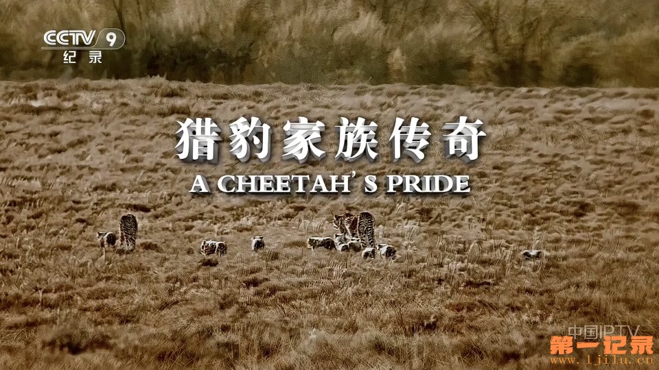 猎豹家族传奇(2024).jpg