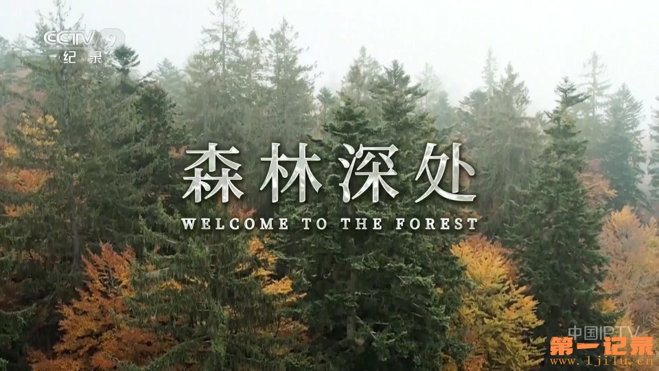 森林深处(2025).jpg