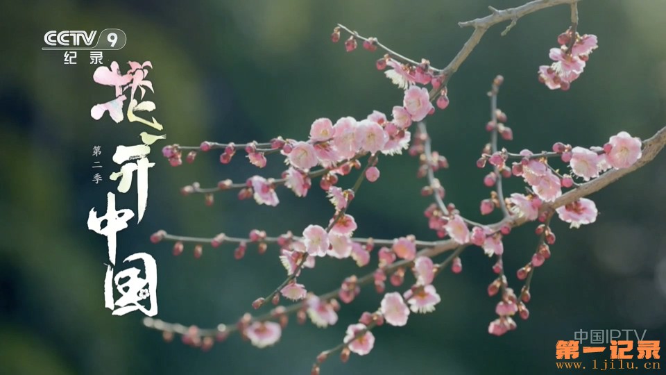 花开中国（第二季）2026.jpg