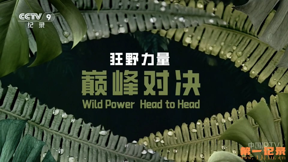 狂野力量 巅峰对决(2024).jpg