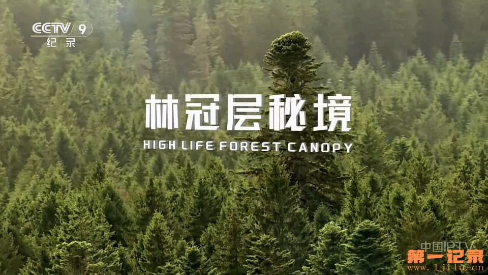 林冠层秘境(2021).jpg